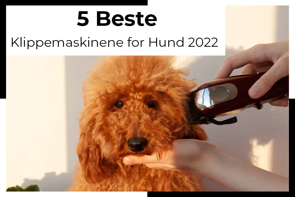 beste klippemaskinene for hund 3