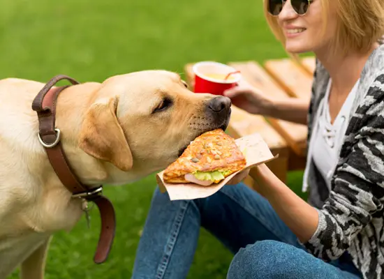 hva spiser hunder hundemat