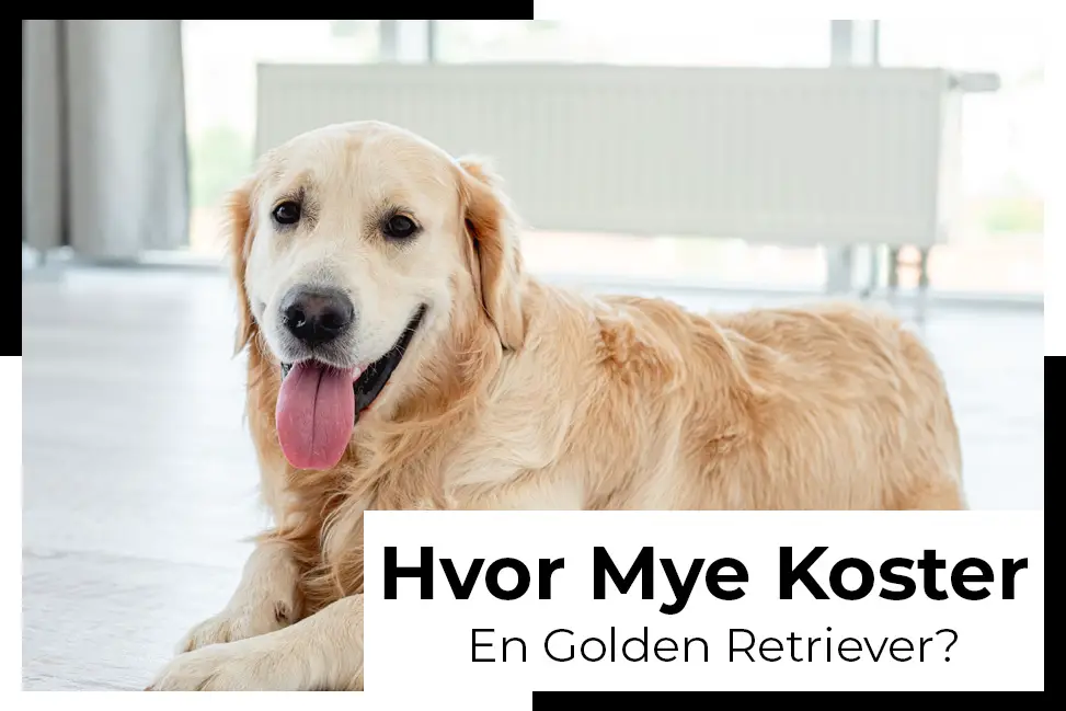 koster golden retriever salg kjøp