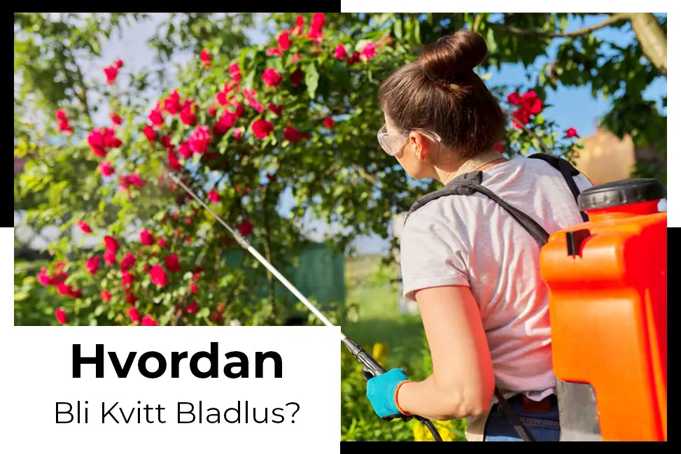 kvitt bladlus