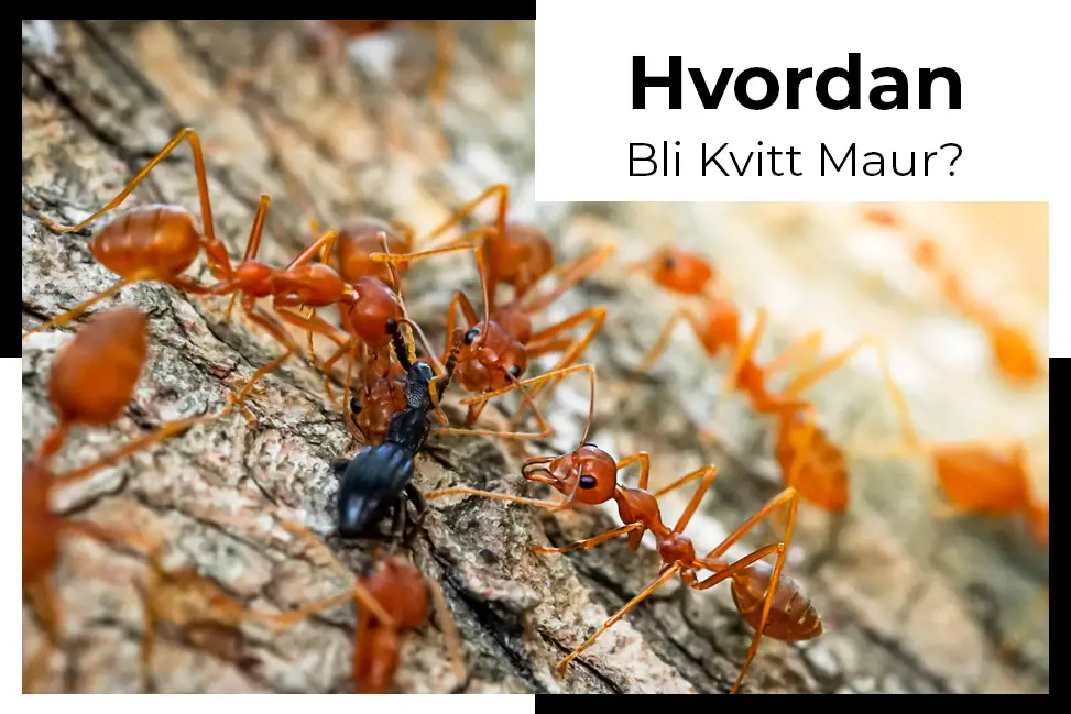 hvordan takle maur og infiserte insekter
