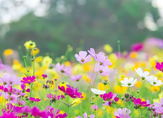 maur blomsterbedet bli kvitt insekter