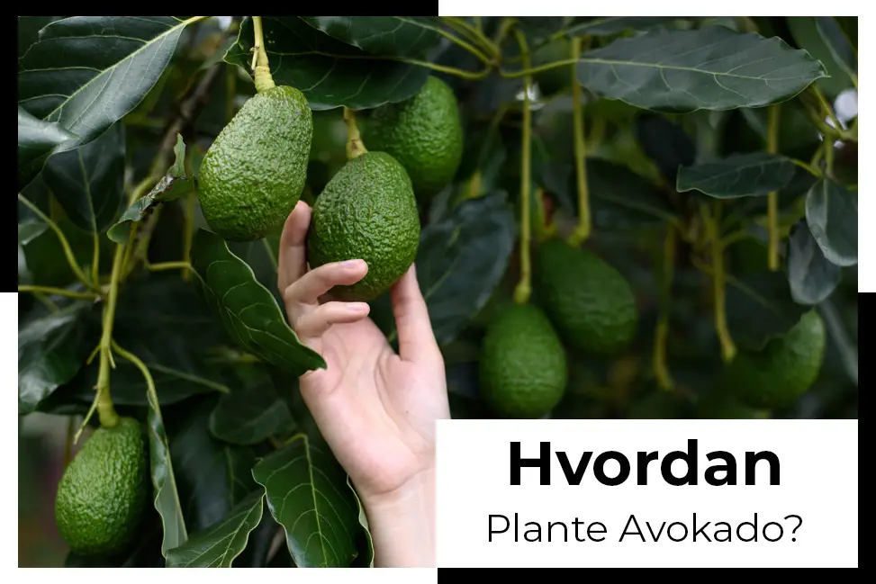 finn ut hvordan du dyrker en avokado som fungerer