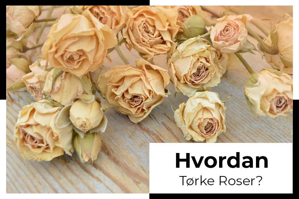 tørke roser tørkede blomster