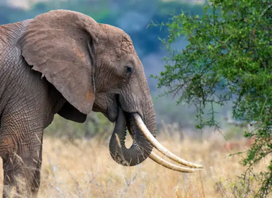 hannelefant med støttenner