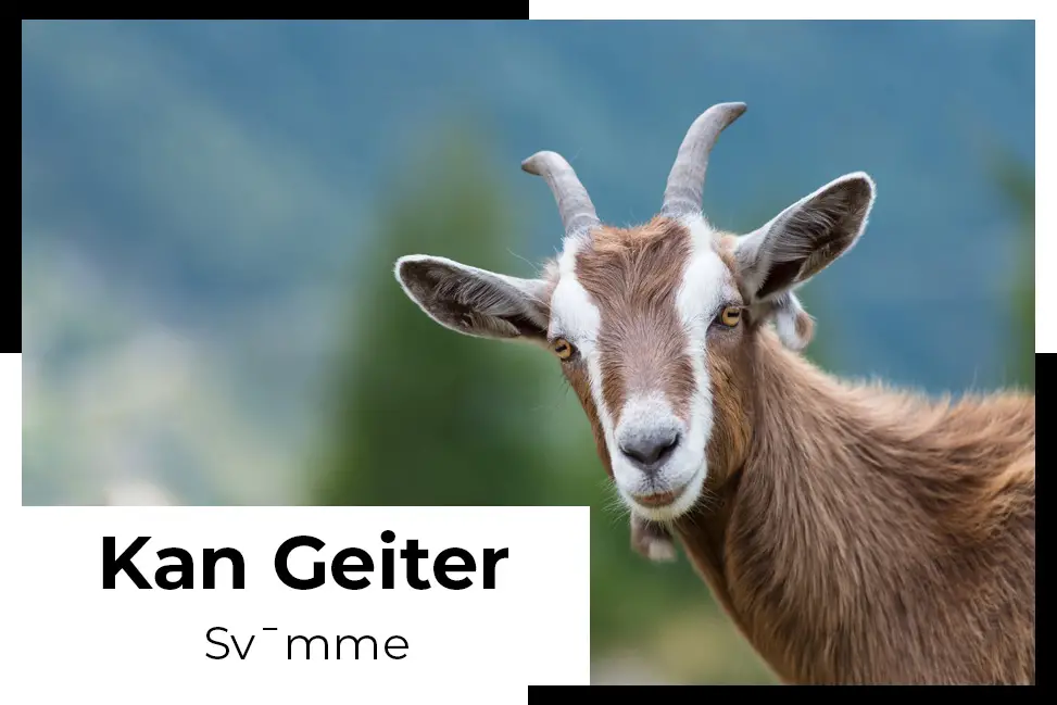 kan geiter sv¯mme