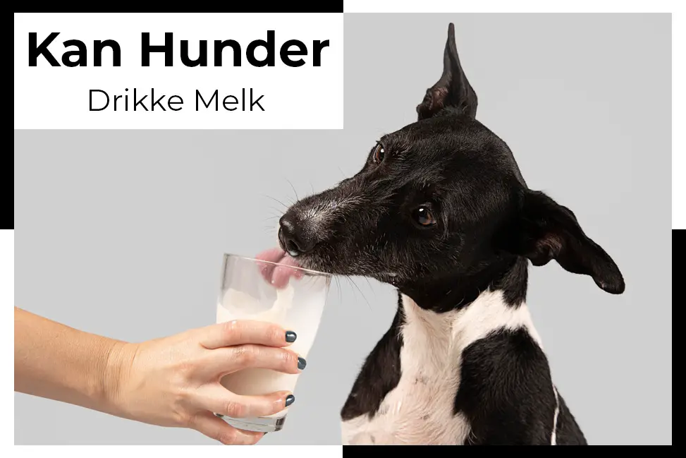kan hunder drikke melk