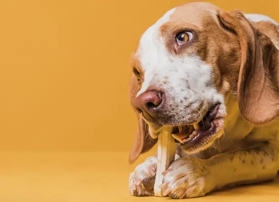 hunder kan spise en rekke ting men det er viktig å vite hva som er og ikke er trygt