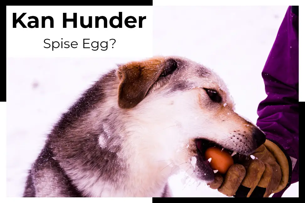 hund spise egg