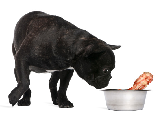 kan hunder spise kjøttbein ja men det er mange typer kjøtt som de ikke kan spise