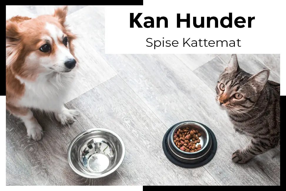 hunder spise kattemat