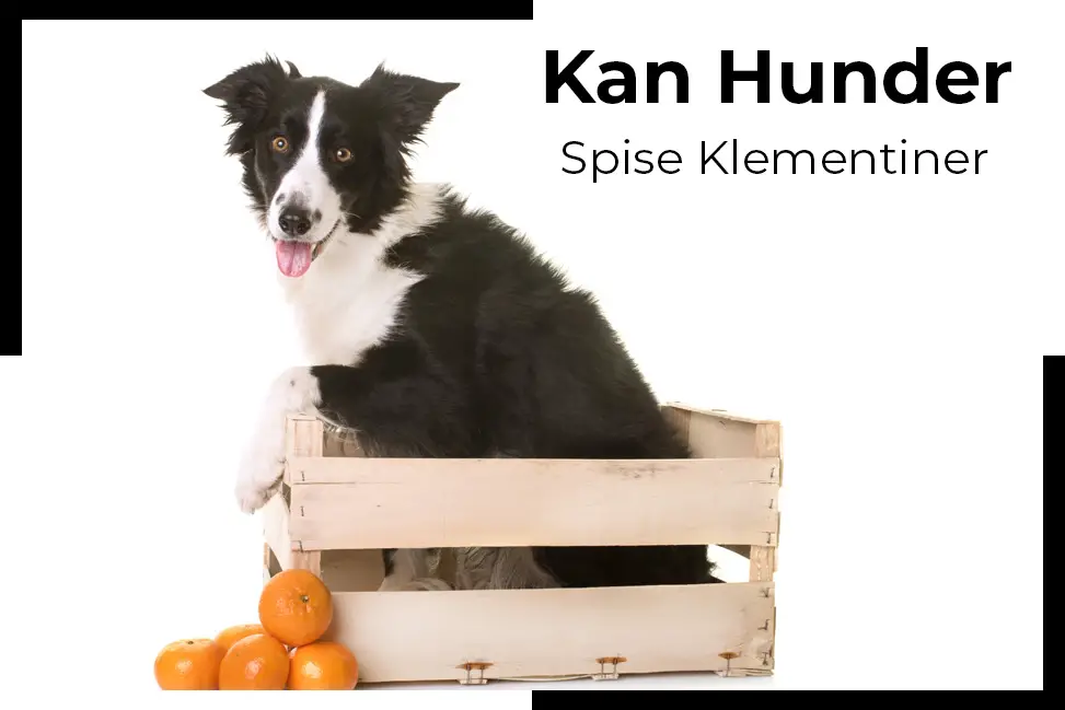 hunder spise klementiner