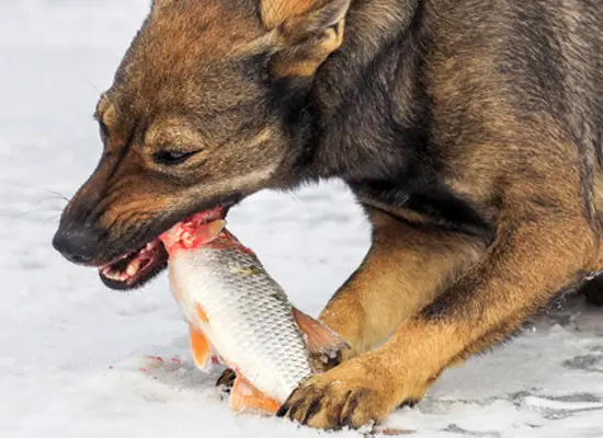 Er fisk trygt for hunder å spise?