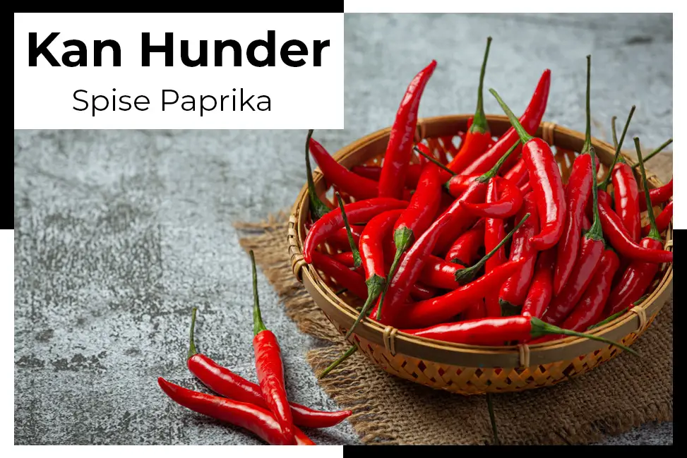 kan hunder spise paprika