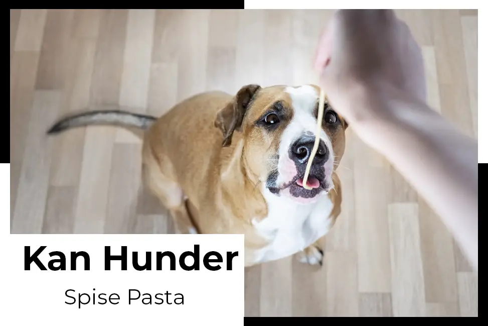 kan hunder spise pasta
