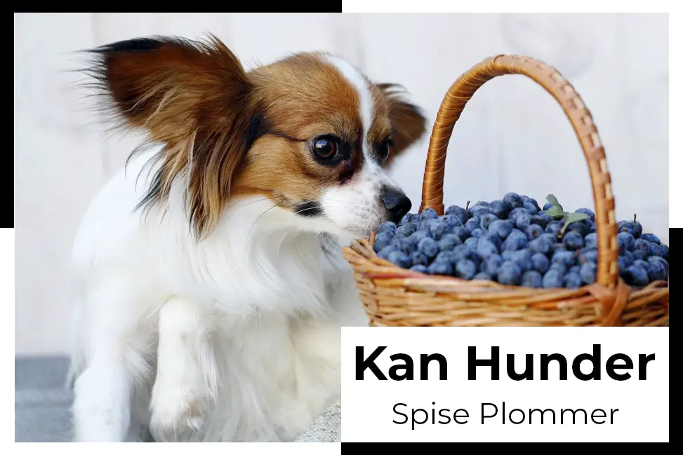 kan hunder spise plommer