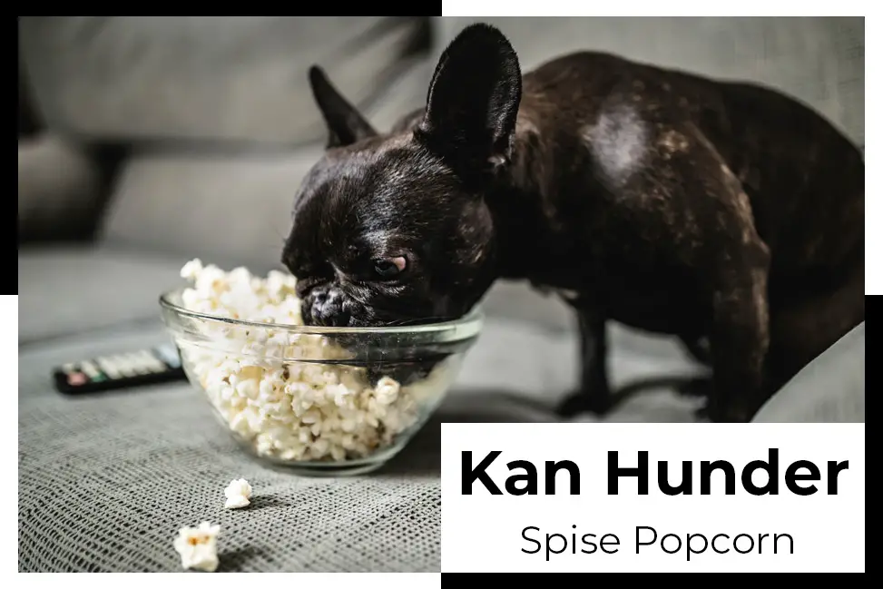 popcorn er flott for mennesker og hunder