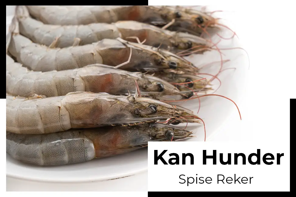 kan hunder spise reker