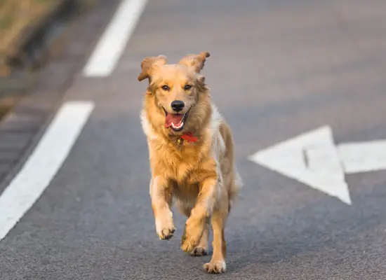 hvor lenge kan en hund gå uten å spise