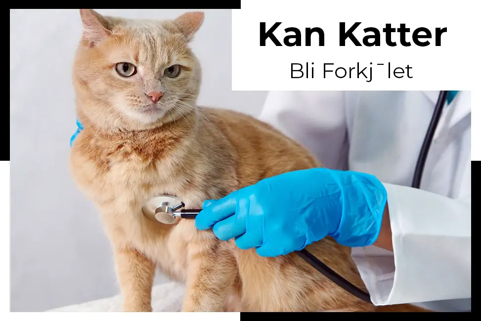 Spør du noen gang deg selv Kan katter bli forkjølet?