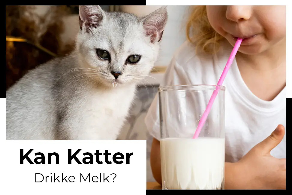 katt drikker melk