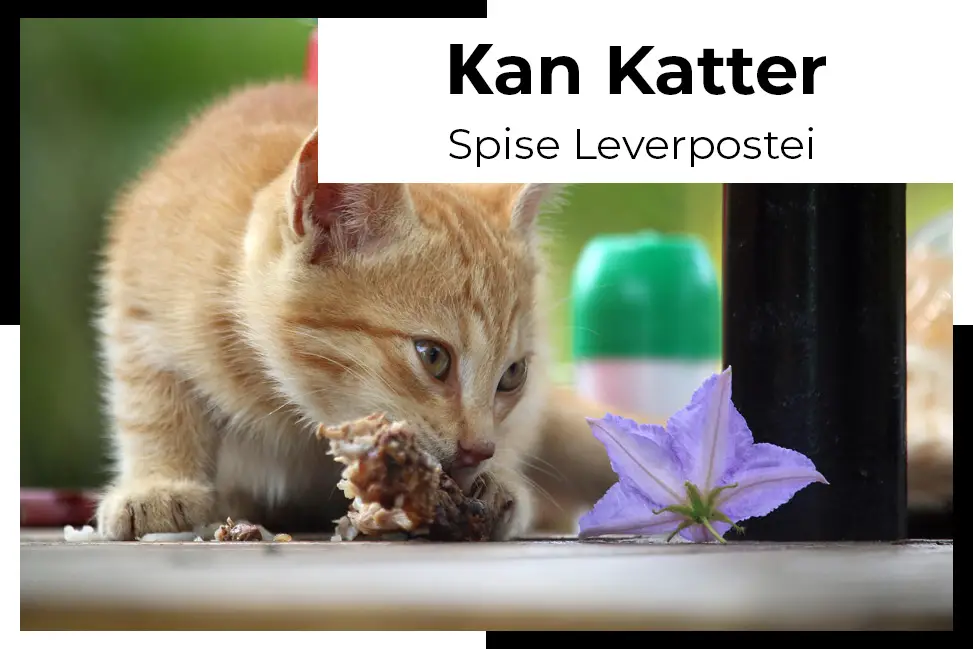 Om Katter kan spise leverpostei