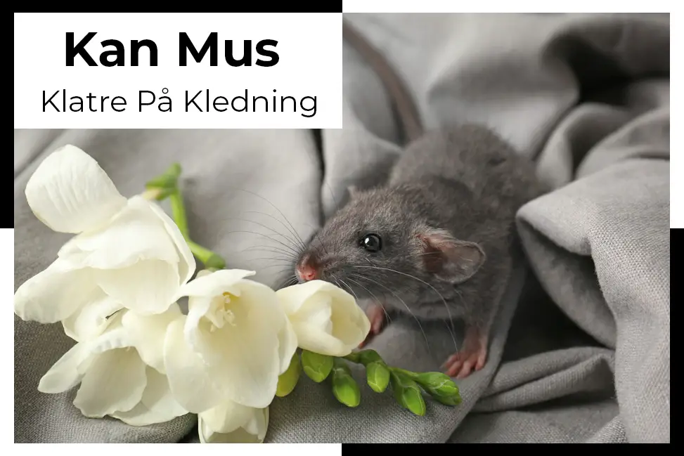 kan mus klatre pa kledning 1