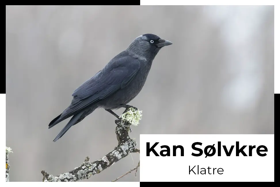 kan solvkre klatre