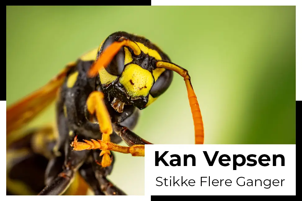 kan vepsen stikke flere ganger