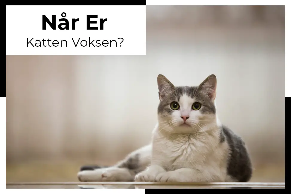 katten voksen