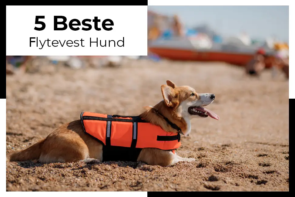 flytevest til hund hundejakke hund som leker i vannet hundeklær til hund hundejakke hund som leker i vannet hundeklær