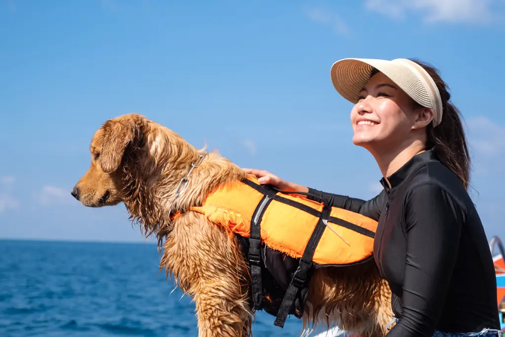 flytevest hund