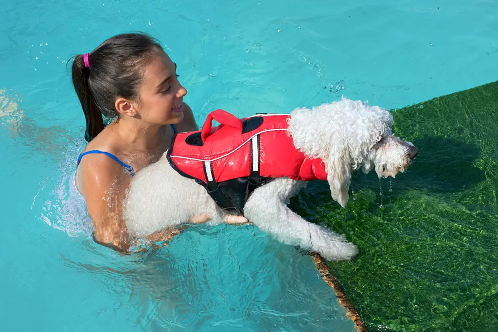 flytevest hund hundens sikkerhet