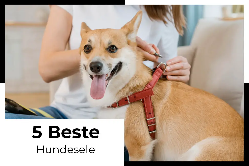 hundesele test lleter du etter en komfortabel hundesele se ikke lenger enn lett å bruke designlleter du etter en komfortabel hundesele se ikke lenger enn lett å bruke design