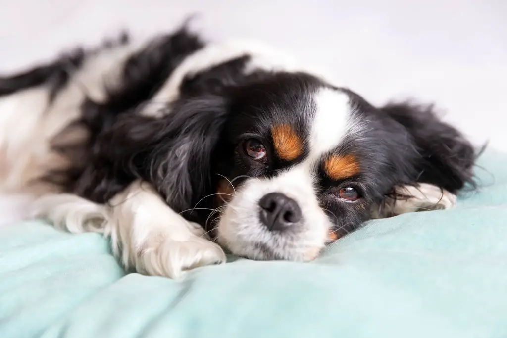 hund som sover på hundeseng