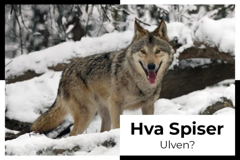 Hva spiser ulven? kjaptforklart