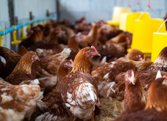 bygge et hønsehus å oppdra kyllinger størrelse hønsegård byggepris