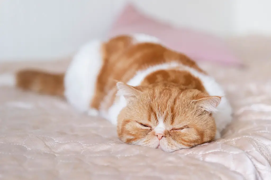 en varm og myk katteseng som kattevennen din kan hvile