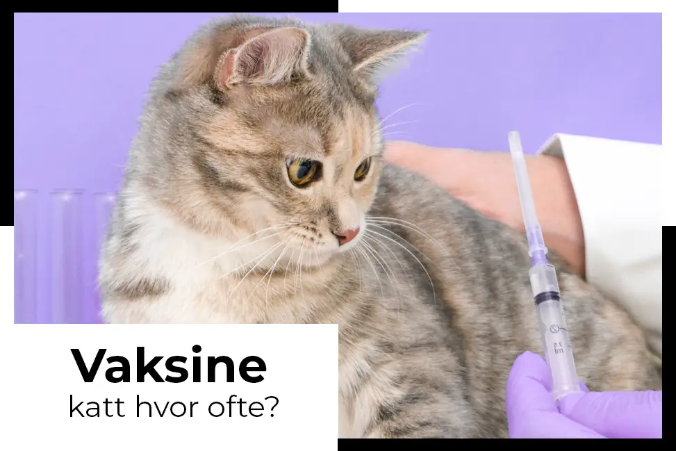 hvor viktig er kattevaksiner kattevaksiner som katteelskere må kjenne til veterinær