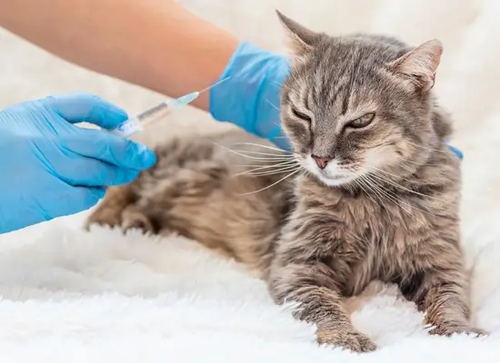hvilke vaksinasjoner vil være nødvendig for katter om 1 år vaksine