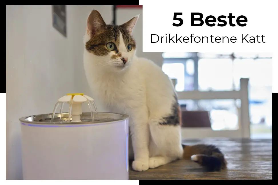 drikkefontene katt test hold katten din sunn og hydrert med denne drikkefontenen