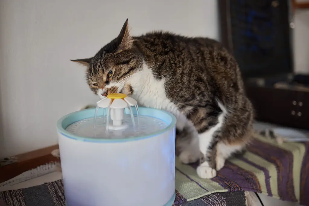 hold kattungen din godt hydrert med drikkefontenekatt
