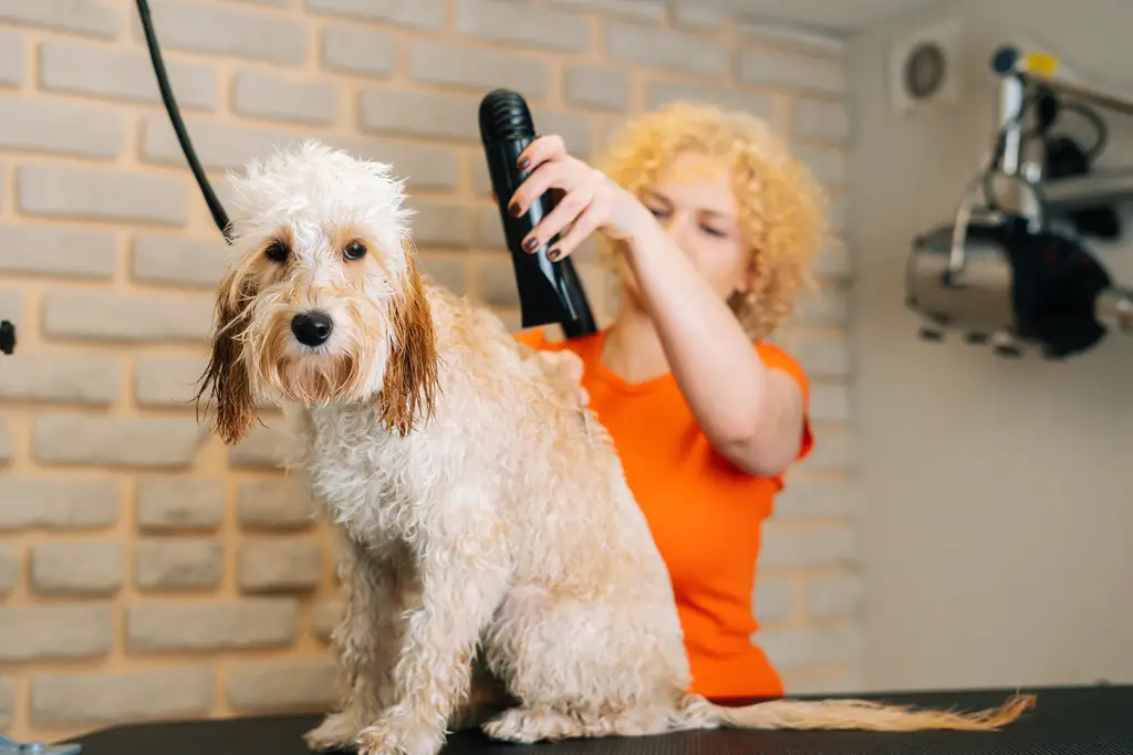 å tørke hunden din har aldri vært så enkelt høyhastighets hundeblåser ker gjør jobben raskt