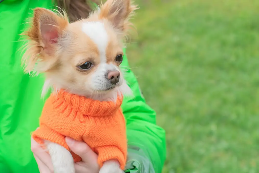 hold din pelskledde venn varm med koselige hundegensere