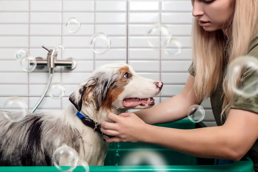 hundeshampo er laget med naturlige ingredienser for å berolige hundens hud og få den til å lukte godt