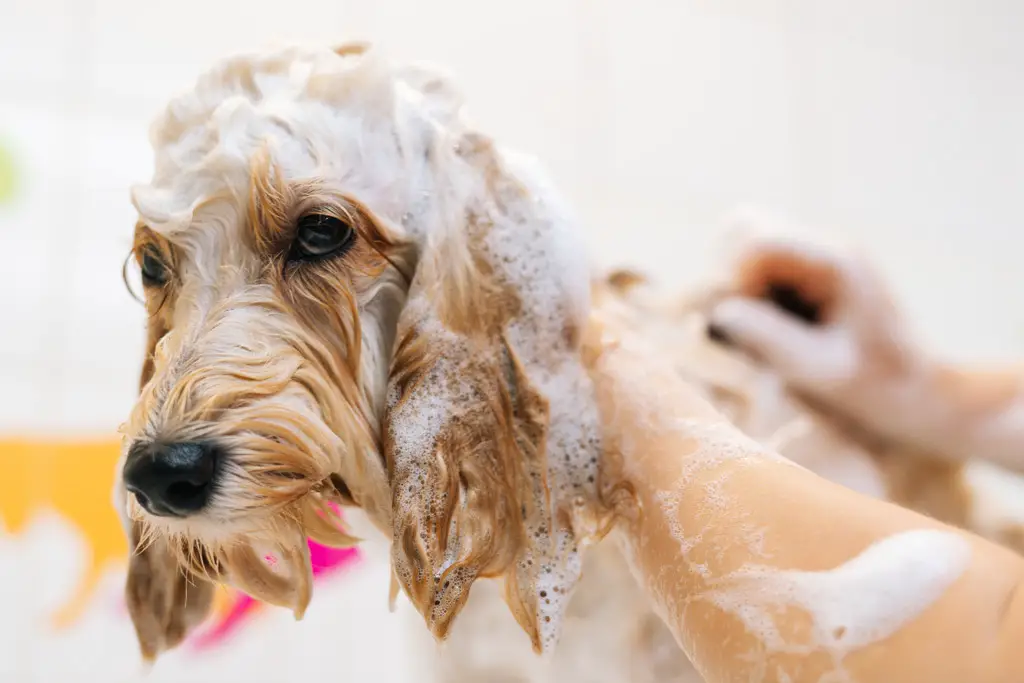 hundesjam hundeshampo po hold din pelskledde venn ren og luktende frisk 