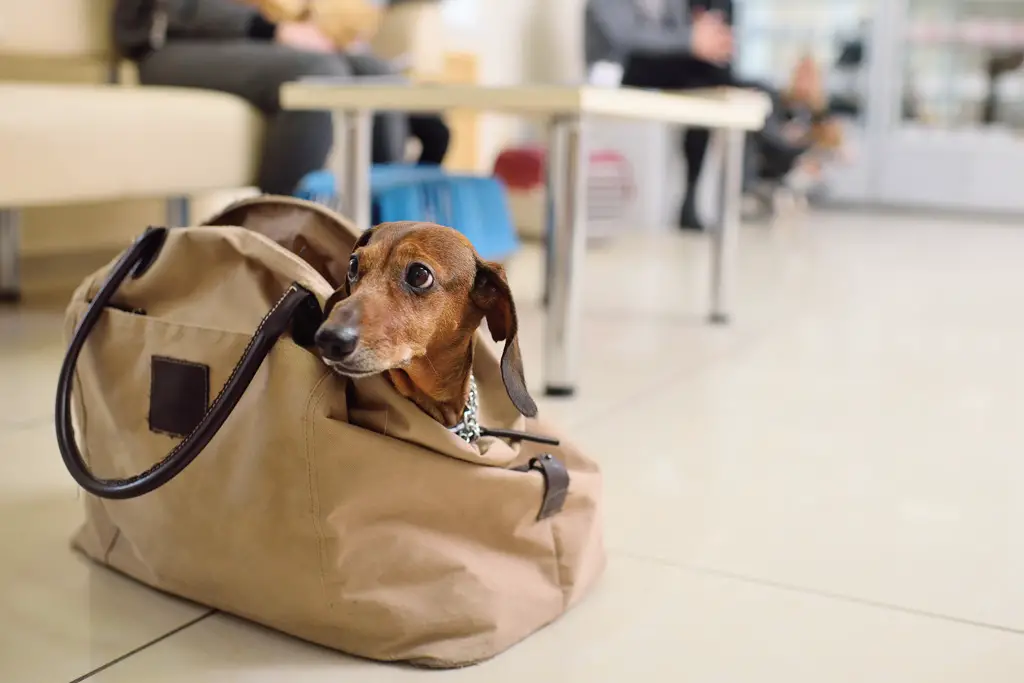 hold din pelskledde venn ren på farten med vår stilige og solide hundeveske dyrebutikk