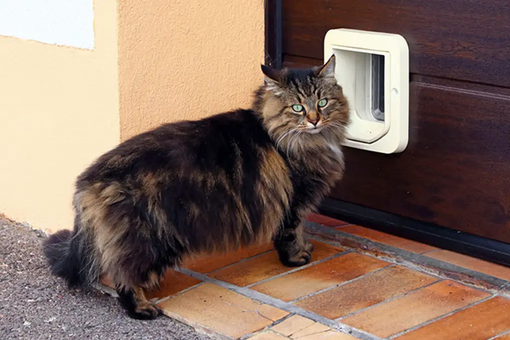 katteluke er den beste måten å ta vare på kattevennen din på et trygt og morsomt sted for katter