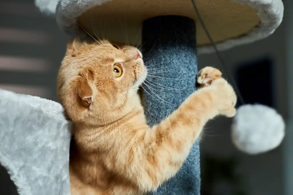 få katten din til det perfekte klorestativ katt å klø og slipe klørne på