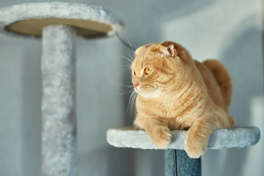 klorestativ katt er et kattetilbehørssystem som lar deg vise frem kattens favorittleker
